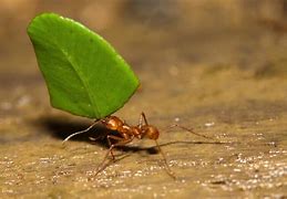 Image result for Leaf Cutter Ant Images