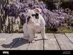 Image result for Baby Black Bulldog