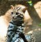 Image result for Back of a Leopard