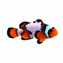 Image result for Mccullochi Clownfish