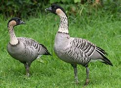 Image result for Branta