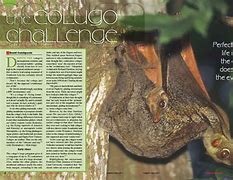 Image result for Colugo