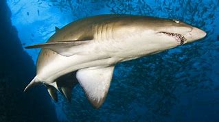 Image result for Nurse Shark Pet