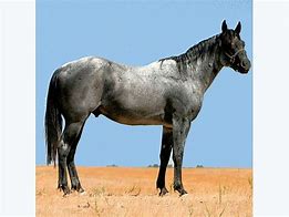 Image result for Roan Stallion