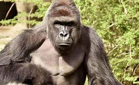 Image result for Harambe-Shaped Cheeto