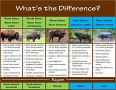 Image result for Bison vs Cow