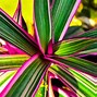 Image result for Wedding Spider-Plant