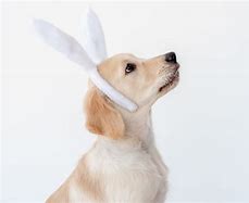 Image result for Dog with Bunny Ears