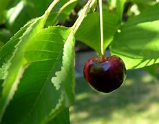 Image result for Pome Fruit Cherry