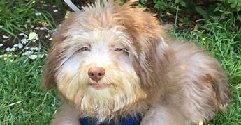 Image result for Dog with Human Smile