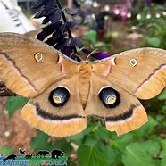 Image result for Florida Brown Moth