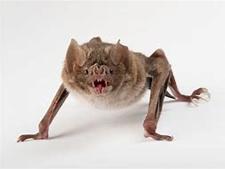 Image result for Vampire Bat Wings