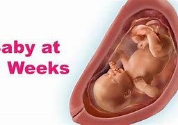 Image result for 31 Week Baby