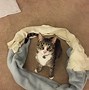 Image result for Cat with Circle Markings