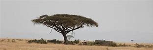 Image result for sub-Saharan Trees