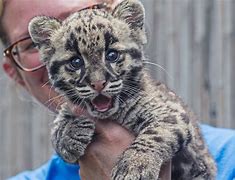 Image result for Clouded Leopard Babies