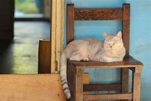 Image result for Cat On Chair