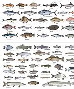 Image result for Different Variety of Fish