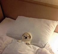 Image result for Dog in Bed Meme