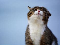 Image result for Happyy Cat