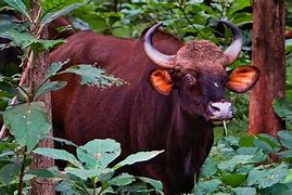 Image result for Gaur Animal