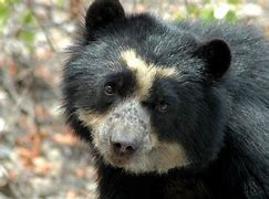 Image result for America Bear