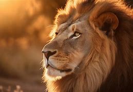 Image result for Lion HD 1080P