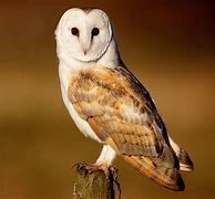 Image result for Barn Owl Wallpaper