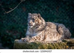 Image result for Snow Leopard Back Legs Lying Down