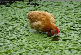 Image result for Duckweed for Chickens