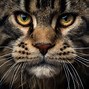 Image result for Person Holding Maine Coon Cat