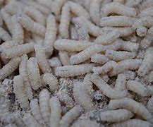 Image result for Maggots in Kitchen