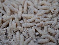 Image result for Old Food Maggots