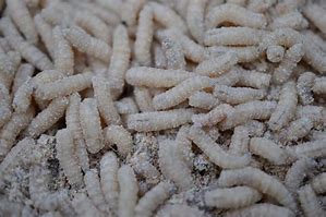 Image result for Maggots in Old Food