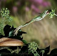 Image result for Tree Frog Catching a Fly