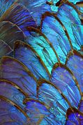 Image result for Blue Morpho Butterfly Wings