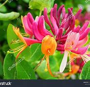 Image result for European Honeysuckle