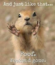 Image result for Funny Prairie Dog