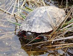 Image result for Turtle Sleeping