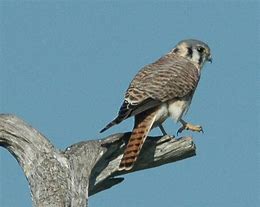 Image result for Kestrel in Tree Top