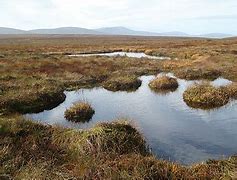 Image result for Bog in Ireland