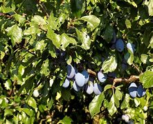 Image result for Italian Prune Plum Tree