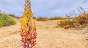 Image result for Desert Hyacinth