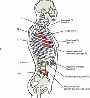 Image result for Lumbar Spine Anatomical Landmarks