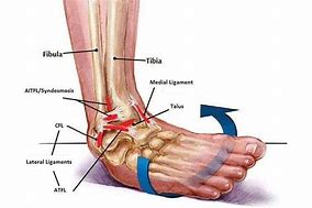 Image result for Lateral Ankle Retinaculum