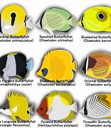 Image result for Saltwater Tank Butterfly Fish Species