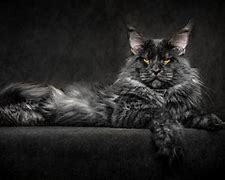 Image result for Moody Black Cat