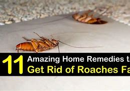 Image result for Kills Roaches Fast