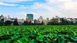 Image result for Ueno Park Banana