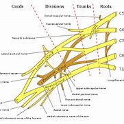 Image result for Brachial Plexus Nerve Glides